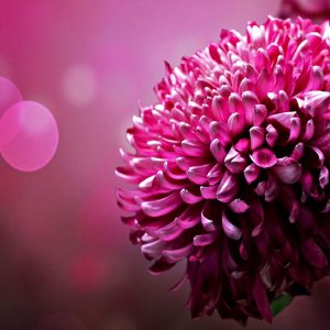 Primer tiska na platno