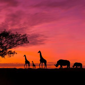 Primer tiska na platno